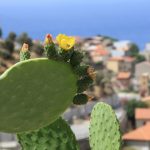Calabria_Reggio_Calabria_Detail_Fico_D_India_view