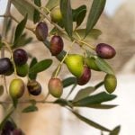 Apulia_Olivetree_Trullo_background_food_Olive