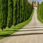 Tuscany Villa and Cypress