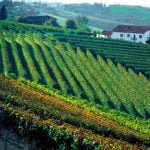 Piedmont_Langhe_Wineyard_Panorama