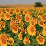 Tuscany Sunflowers Field Blooming Hill Country