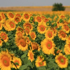 Tuscany Sunflowers Field Blooming Hill Country