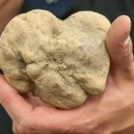 Alba Piedmont White Truffle