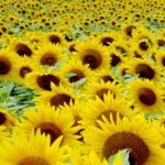 Tuscany_Particulars_Montalcino_Sun_Flowers