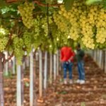 Apulia_Food_White_Grape_Yard_harvest_Table_Food_