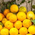 Amalfi Coast Lemon Food Citrus