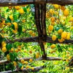 Campania Amalfi Coast Lemon Grow Food