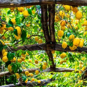 Campania Amalfi Coast Lemon Grow Food