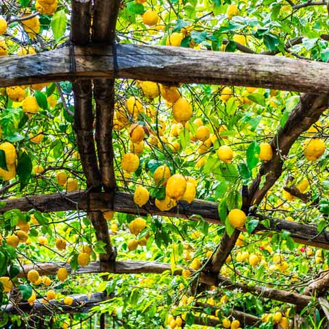 Campania_Amalfi_Coast_Sorrento_Lemongrow_Food_480x480_GL01