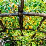 Campania_Amalfi_Coast_Sorrento_Lemongrow_Food_480x480_GL02