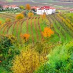 Fiuli Venezia Giulia Collio Wine Region