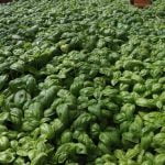 Liguria_Food_Basil_Coltivation_Pesto