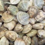 Molise Food Vongole Italian Claims