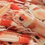 Sardinia Alghero Scampi Food Lagostino