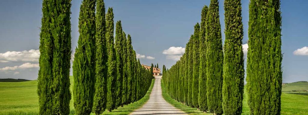 Tuscany Cypress Trees Villa View