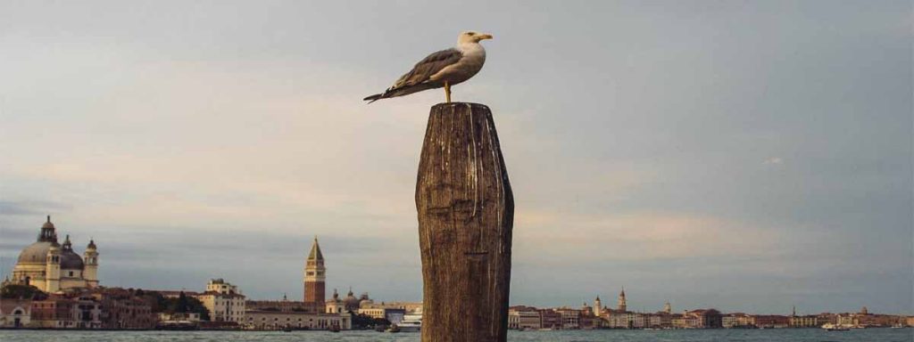 Venice Giudecca Canal View