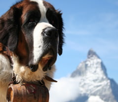 St Bernard Dog; the Hero of the Swiss Mountains