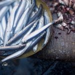 Fresh Fish and Calamary Food Market Agrigento