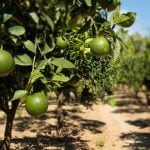 Lemon Grow Green Cytrus Agrigento