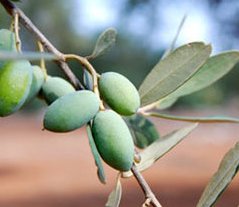 olives apulia tommaso