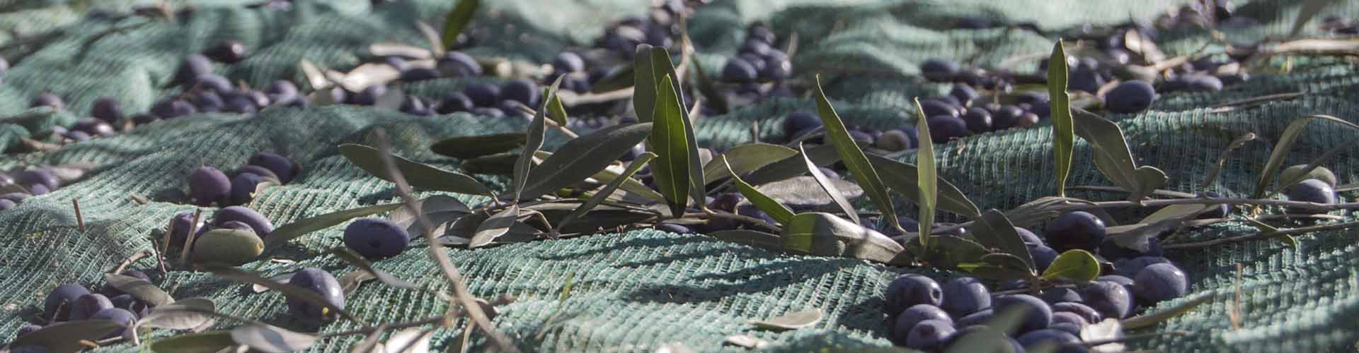 Assisi Food & Wine Travel Guide