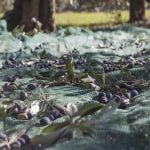 Umbria_Assisi_Food_Olives_Harvest