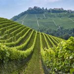 Piedmont_Langhe_Food_Wineyard_hillcountry_480x480_GL01