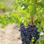Tuscany_Chianti_Food_Wine_Food_Typical
