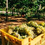 Tuscany_Chianti_Food_Wine_Harvest_Grapes_View_Wineyard