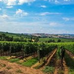 Tuscany_Chianti_Food_Wine_Harvest_Grapes_View_Wineyard