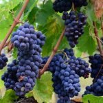Tuscany_Montalcino_Food_Wine_Grapes_Bottles