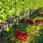 Tuscany_Montalcino_Food_Wine_Grapes_Bottles