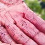 Abruzzo_Food_Vendemmia_Montepulciano_DAbruzzo_Wine