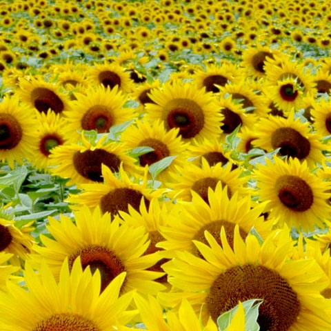 1483808108-_Tuscany_Particulars_Montalcino_Sun_Flowers_view_GL1