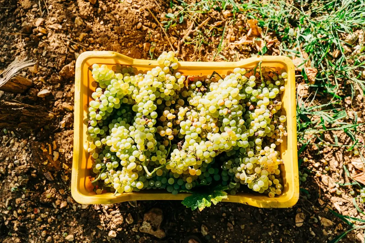 Grape harvest in the vineyards near Ostuni, Apulia, Italy