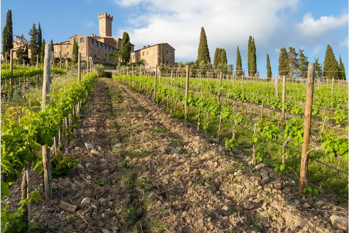 Winery and vineyard view in Chianti, Tuscany, Italy