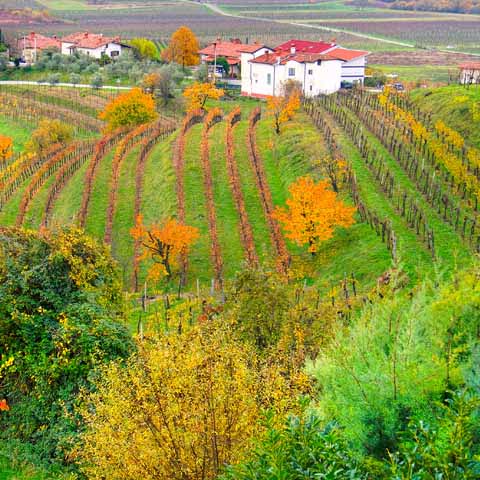 Friuli_Collio_Wine_Region_Food_480x480_GL