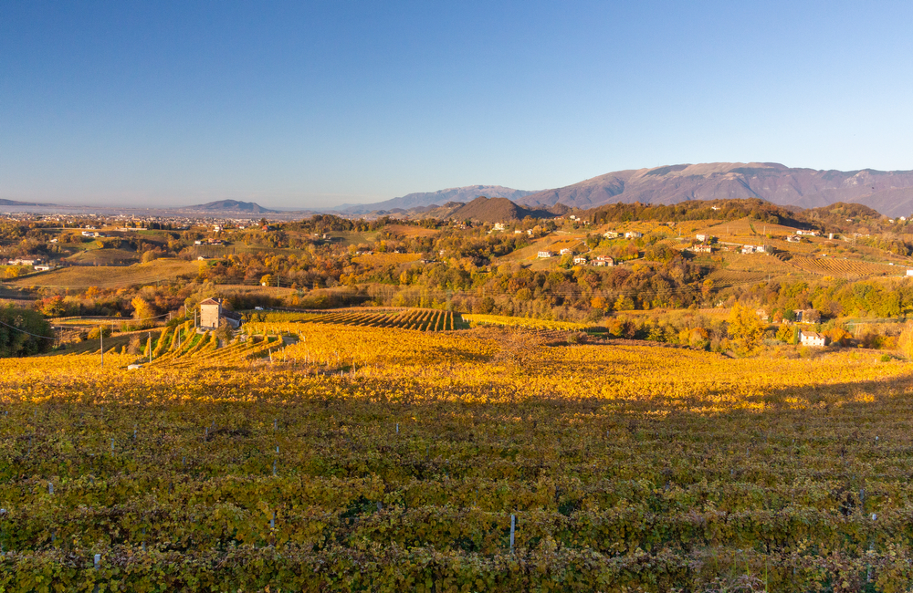 Prosecco Hills