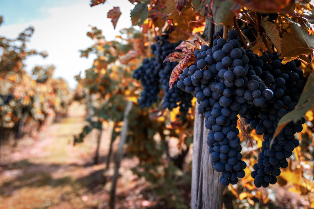 Vendemmia - Wine - Grapes