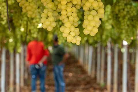 Apulia_Food_White_Grape_Yard_harvest_Table_Food_480x480_GL