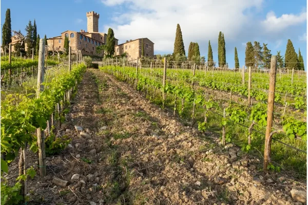 Winery and vineyard view in Chianti, Tuscany, Italy
