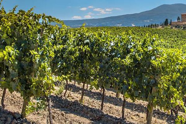 Rows of green vines in a Tuscan vineyard with a hilltop castle beyond, Italy